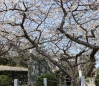 大宝寺 うば桜